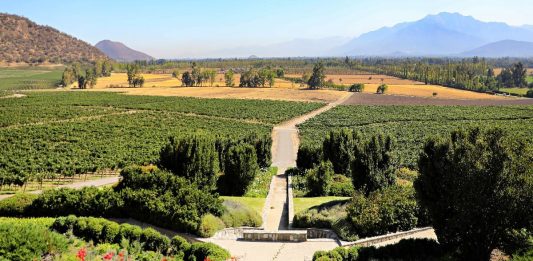 Enoturismo en Chile: Rutas del Vino