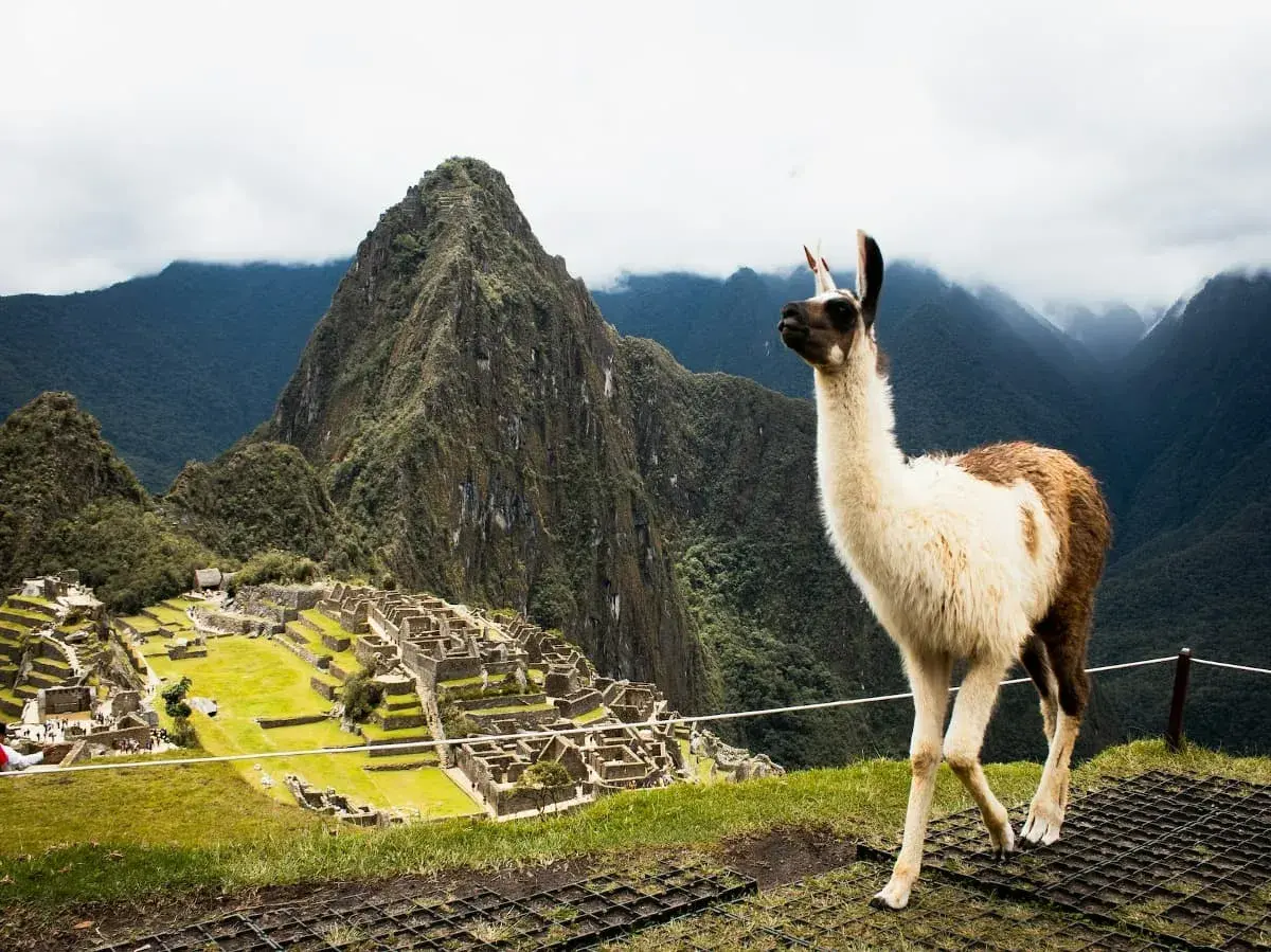 Llama en Machu Picchu, Cusco, Peru